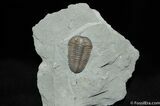 Nice Inch Prone Flexi Trilobite - Indiana #492-2